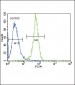 PGK1 Antibody (Center)